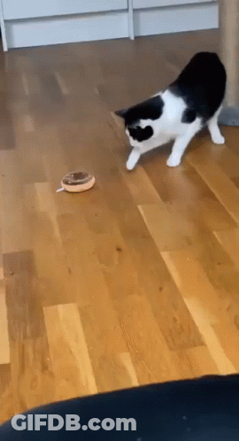 Donut Cat Scared Donut Cat GIF