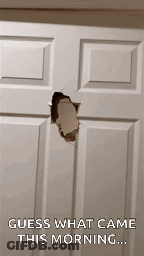 Door With Hole And Guess What Came GIF