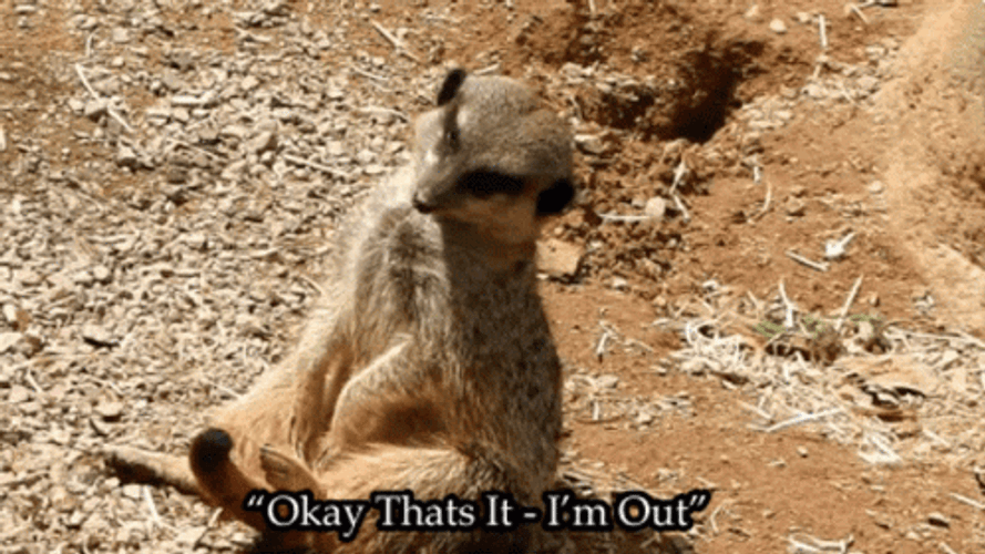 Doozy Little Meerkat I'm Out GIF