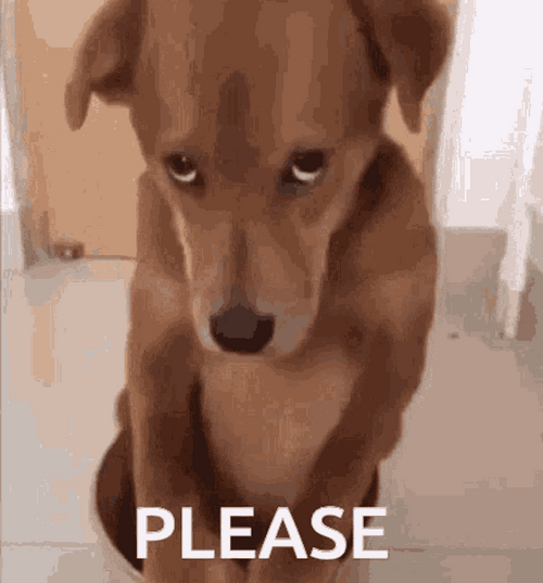 Dorgi Dog Please GIF