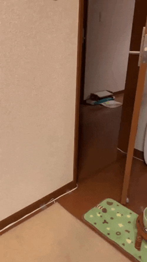 Double Take Cat Door Walk GIF