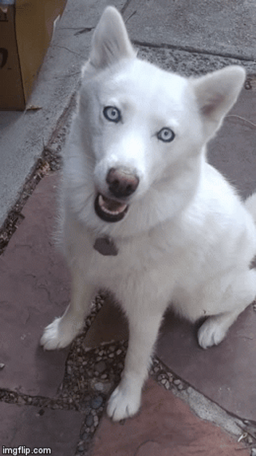 Double Take Cute Dog Reaction GIF