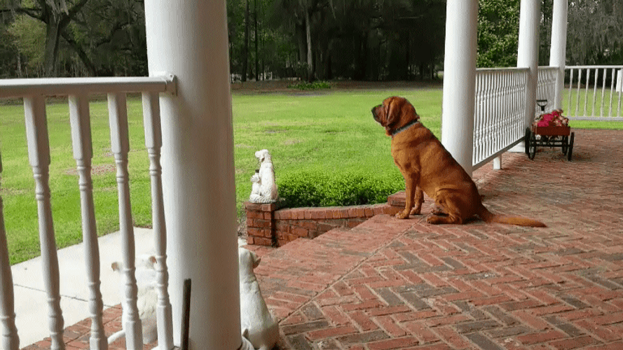 Double Take Dogs Terrace GIF