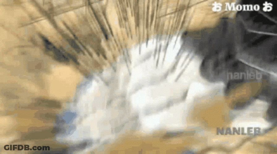 Douma GIF