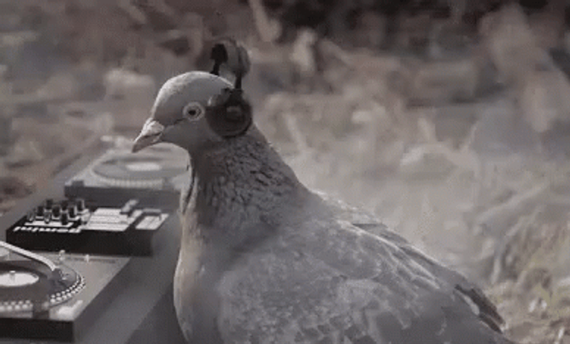 Dove DJ Moving Head Meme GIF