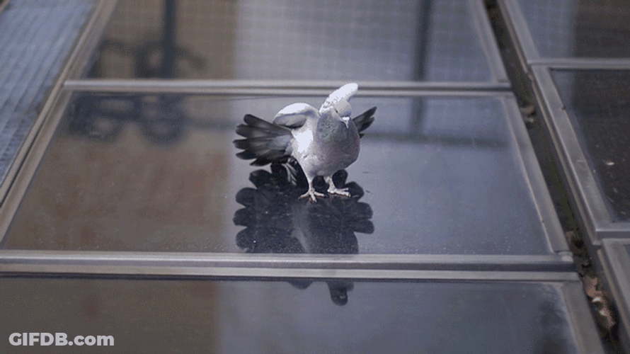 Dove Hypnotize Optical Illusion GIF