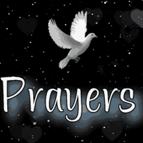 Dove Praying Prayers GIF
