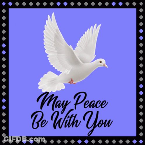Dove With May Peace Be With You GIF