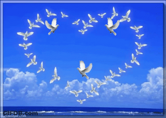 Doves Forming Heart Bendiciones Infinitas GIF