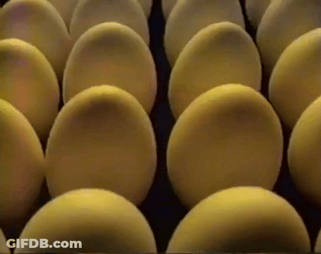 Dozen Of Egg Dog Dancing Swaying GIF