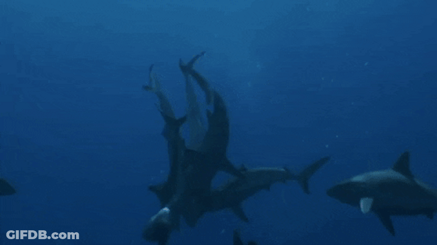 Dozen Of Goblin Shark Fighting Under Water GIF