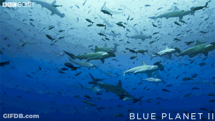 Dozen Of Goblin Shark Swimming Deep Ocean GIF