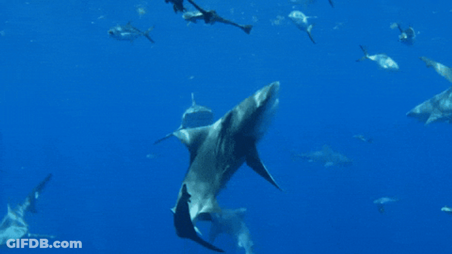 Dozen Of Goblin Shark Swimming Near Cage GIF