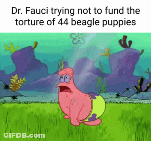 Dr. Fauci Is Trying Not To Fund The Torture Of 44 Beagle Puppies . GIF