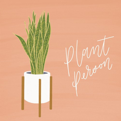 Dracaena Trifasciata Plant Person GIF