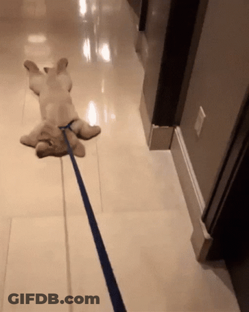 Dragging Dog On The Floor GIF