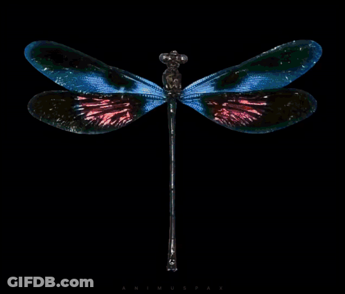 Dragonfly Against Black Background GIF