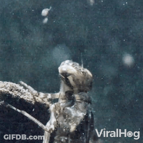 Dragonfly In Water GIF