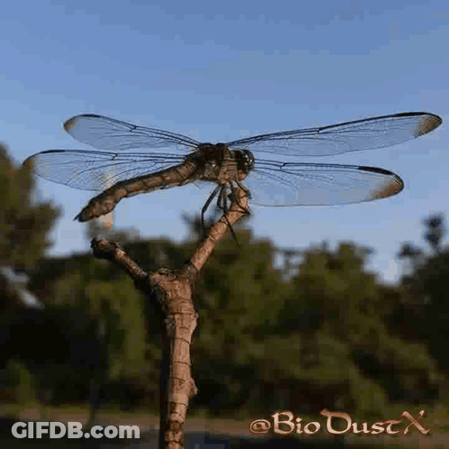Dragonfly Perched On Tree Branch Bio Dust X GIF