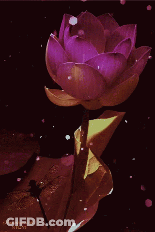 Dragonfly Sitting On Purple Flower GIF