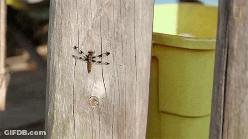 Dragonfly Sitting On Wooden Post GIF