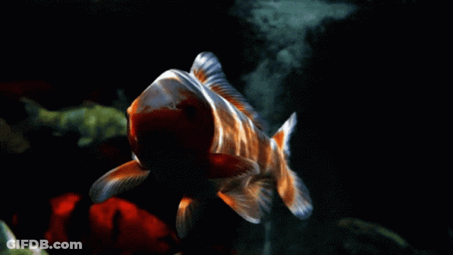 Dramatic Koi Fish Swimming GIF