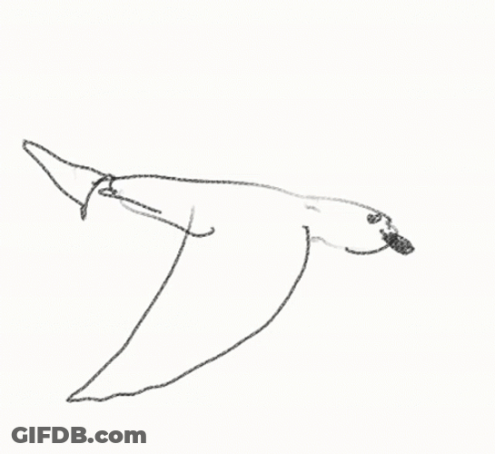 Drawing Bird Flying GIF