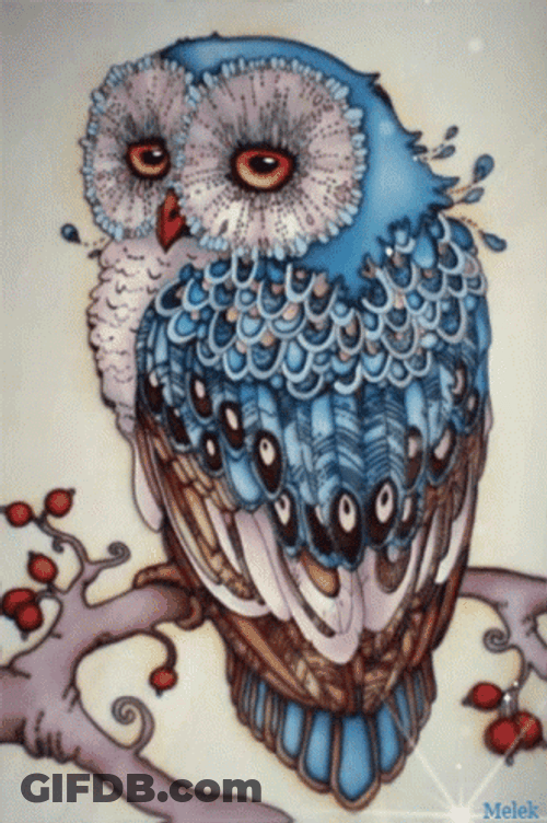 Drawing Of An Owl GIF