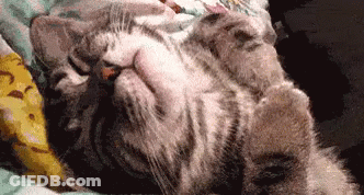 Dreaming GIF