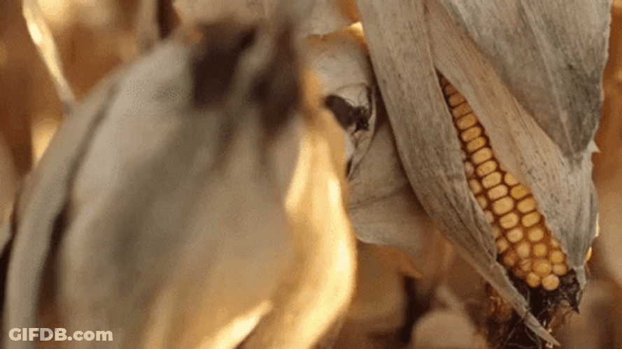 Dried Corn In Husk Summer Time GIF