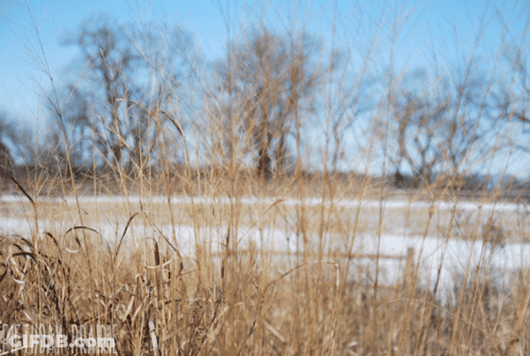 Dried Grass Plant Swaying GIF