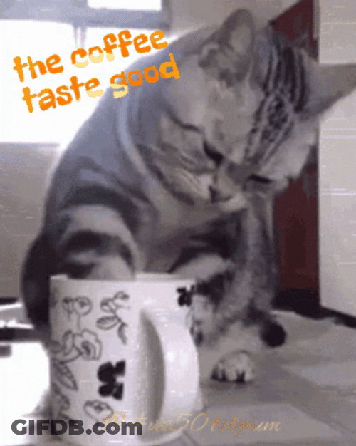 Drinking Coffee Cat Coffee Tastes Good GIF