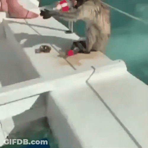 Drinking Cola Monkey Swimming Before Diving GIF