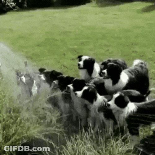 Drinking From A Fire Hose Adorable Pups GIF