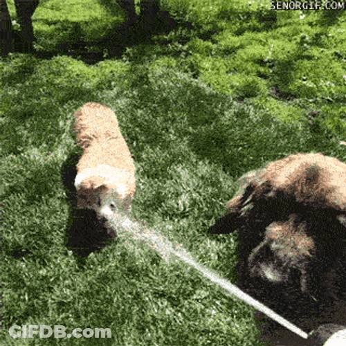 Drinking From A Fire Hose Funny Corgi GIF