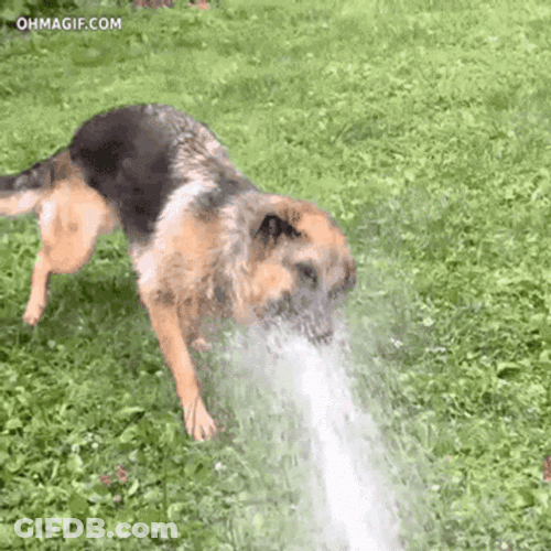 Drinking From A Fire Hose Funny Dog GIF