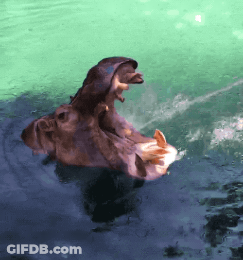 Drinking From A Fire Hose Giant Hippopotamus GIF
