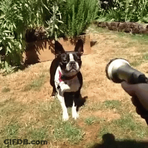 Drinking From A Fire Hose Hyper Dog GIF
