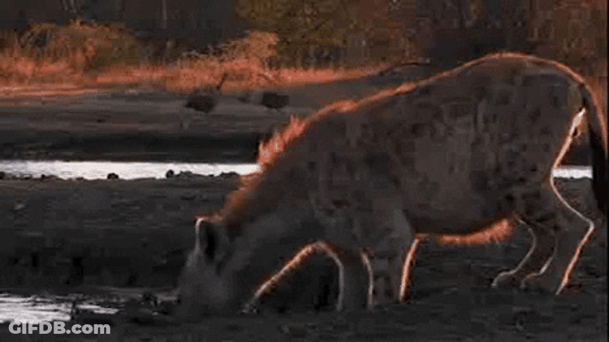Drinking Hyena Animal GIF