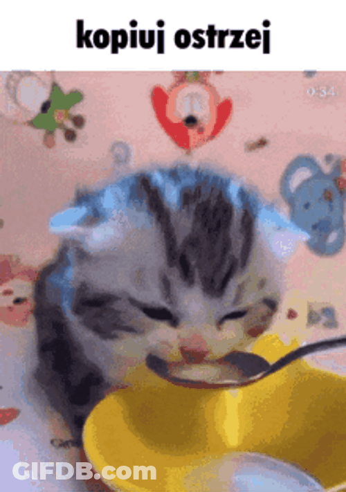 Drinking Kitten GIF