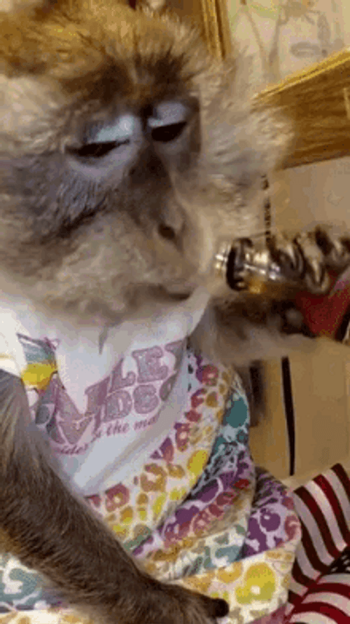 Drinking Monkey GIF