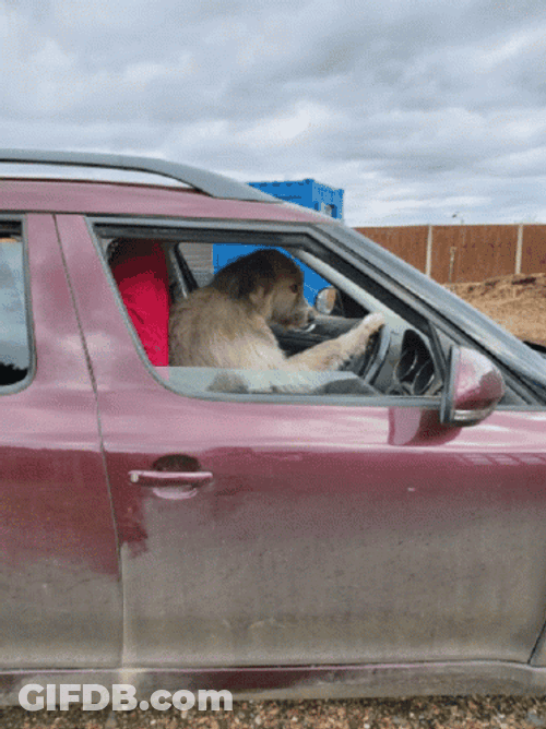 Drive By Serious Dog GIF