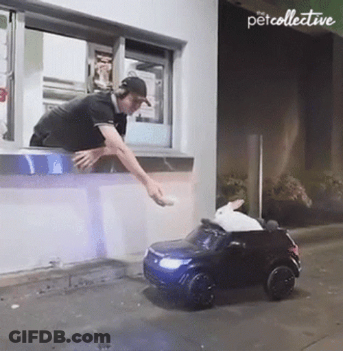 Drive By White Rabbit GIF