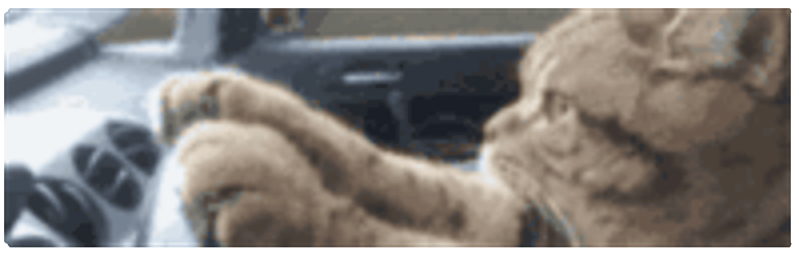 Drivecat Animecatdrive Sticker GIF
