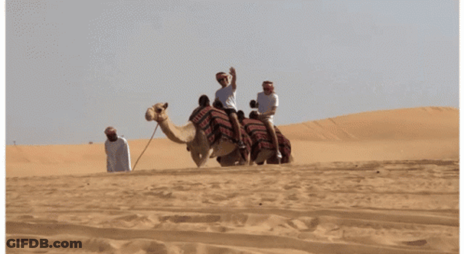 Driving Camel In The Desert GIF