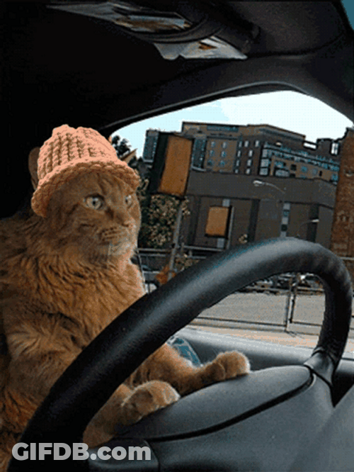 Driving Crazy Cute Orange Cat GIF