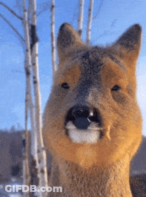 Drmellojello Staring GIF