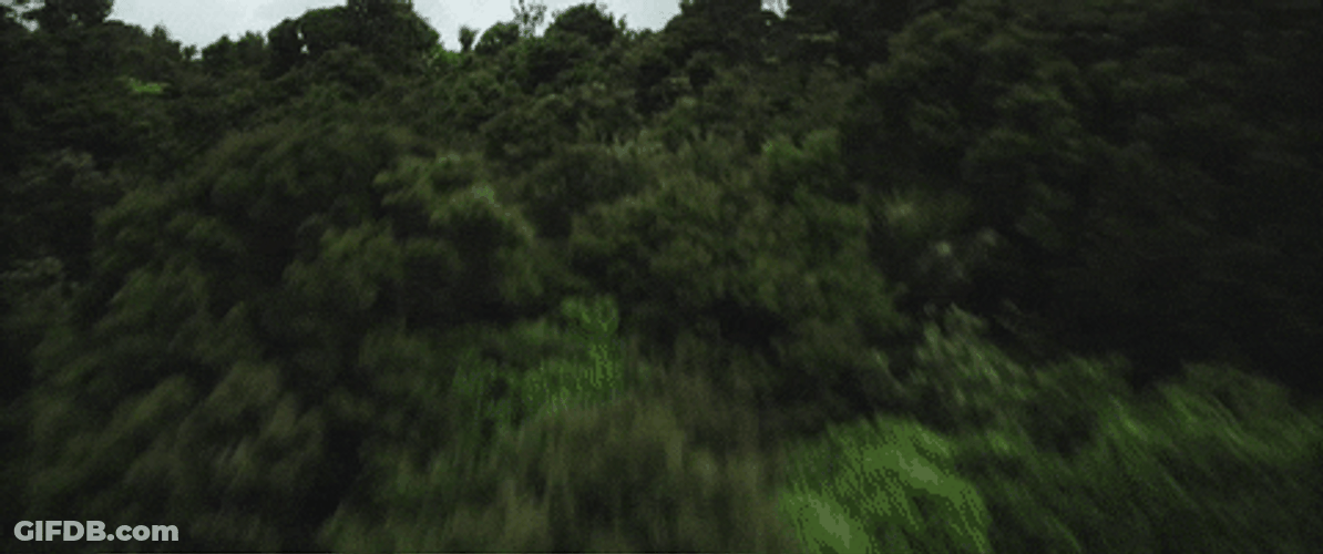 Drone Shot Of Nature Forest GIF