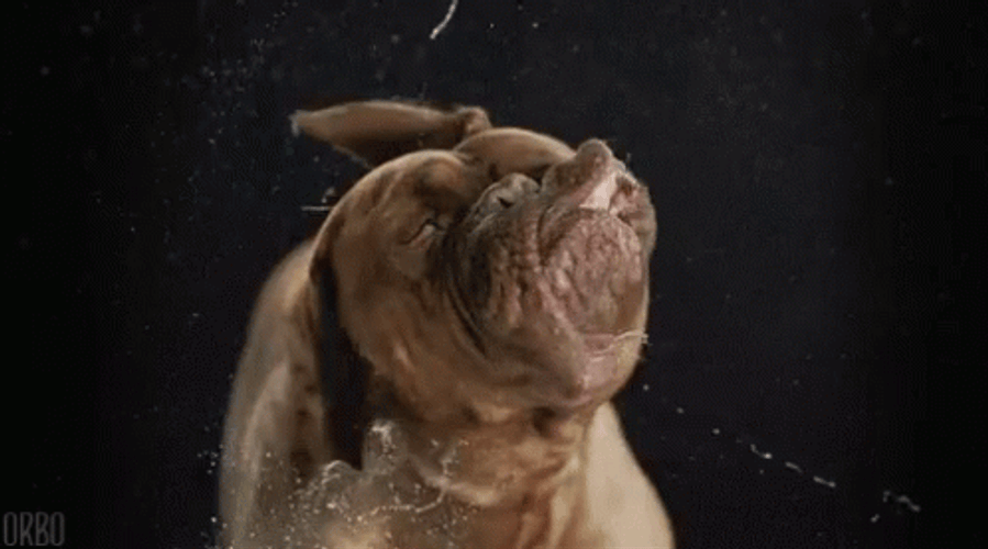 Drooling Brown Dog GIF