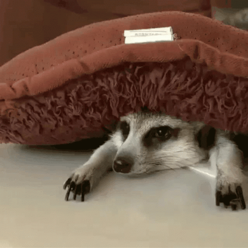 Drowsy Adorable Meerkat Yawning GIF